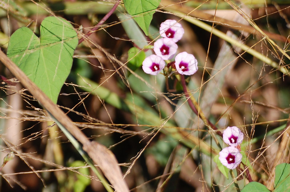 Brasile -Ipomoea aristolochiifolia G.Don cfr. Convolvulaceae